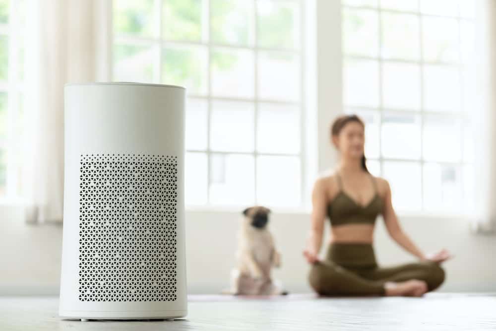 air purifier vs dehumidifier